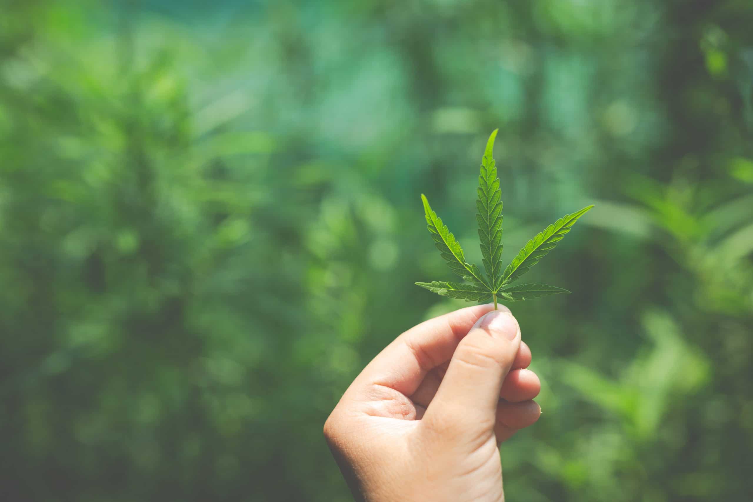 clasificacion de la marihuana clasificacion de la marihuana